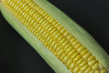 Fresh corn on Table close up image background.