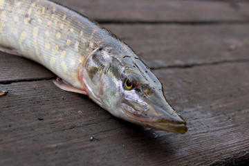Freshwater pike fish on vintage wooden background.