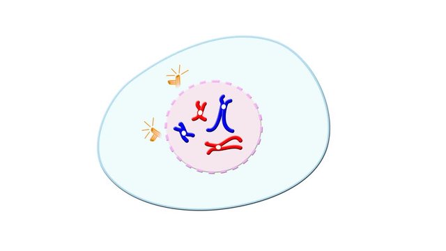 Animation of meiosis cell division, complete without crossing-over