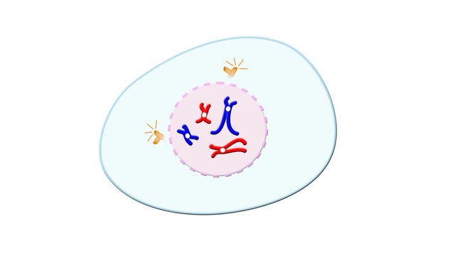 Animation of mitosis cell division 