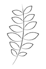 Fototapeta premium branch leaves natural foliage image vector illustration sketch