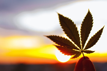 Leaf of marijuana, cannabis in sunlight. Outdoor cultivation silhouette plant. Warm shades of...