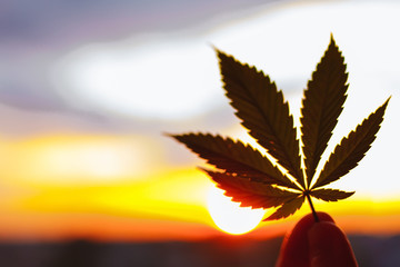 Leaf of marijuana, cannabis in sunlight. Outdoor cultivation silhouette plant. Warm shades of setting sun. Thematic photos of hemp