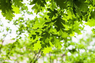 green leaves of oak tree in forest in summer