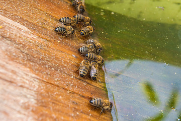 Bees drinking water at the summer.