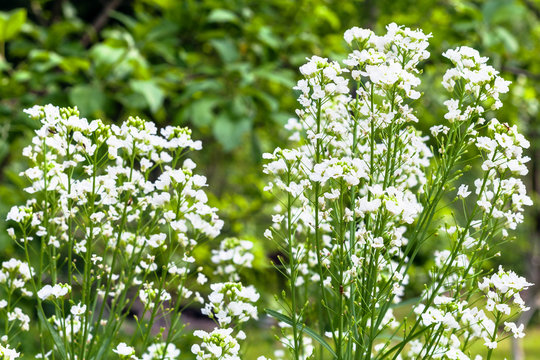 flowering horseradish plant in garden