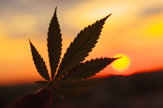 Leaf of cannabis in hand in setting sun on blurred background. Outdoor cultivation silhouette plant. Warm shades of setting sun. Thematic photos of hemp