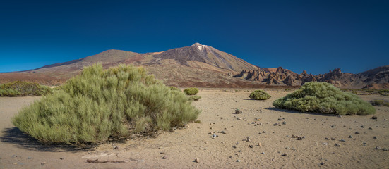 El Teide - Teneriffa - Vulkangipfel in umgebender Felslandschaft mit grünen Büschen im Vordergrund