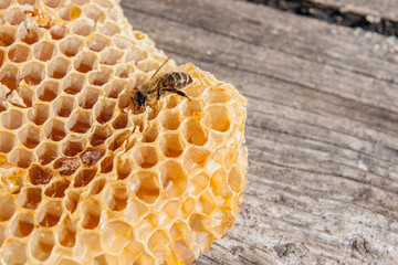 Close up view of the working bee on the honeycomb with sweet honey.