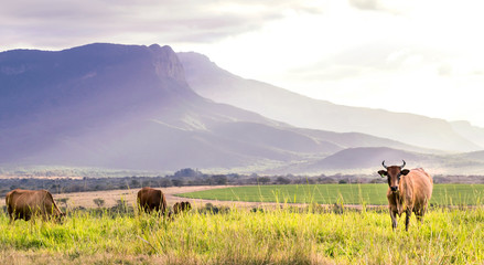 Cow standing in a field with mountain view in the background.