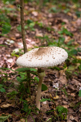 Macrolepiota procera or Lepiota procera in the forest. .