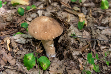 Porcini mushroom grows on the forest floor at autumn season..
