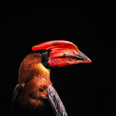 The portrait of rufous hornbill