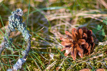 Fir cone against the background of moss in the forest close-up