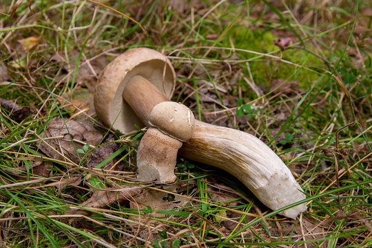 Group of porcini mushrooms (Boletus edulis, cep, penny bun, porcino or king bolete) on natural background..