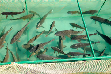 Carp on a fish farm.