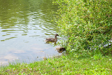 Group of mallard ducks floating on a pond at summer time.