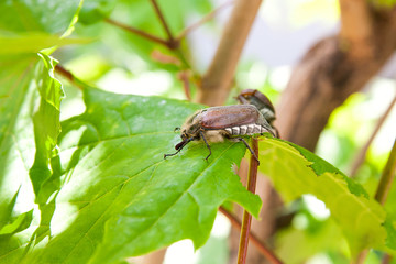 European beetle pest - common cockchafer (Melolontha) also known as a May bug or Doodlebug on maple tree branch..