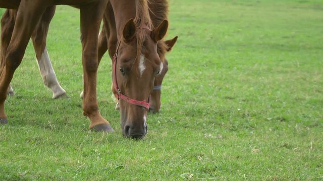 Professional video of young ponny Horses standing on the meadow in 4K slow motion 60fps