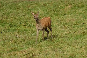 Naklejka na ściany i meble A beautiful deer in the green meadow
