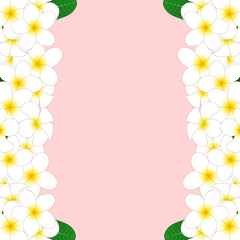 Fototapeta premium White Plumeria Border