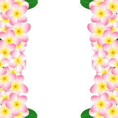 Pink Plumeria Border