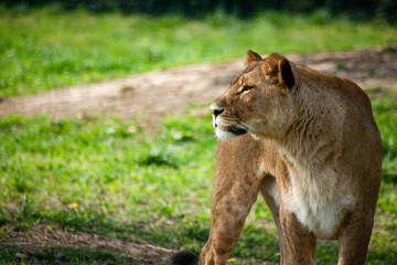 Leone