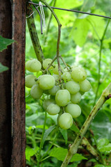 Bunch of green grapes in the garden after rain.