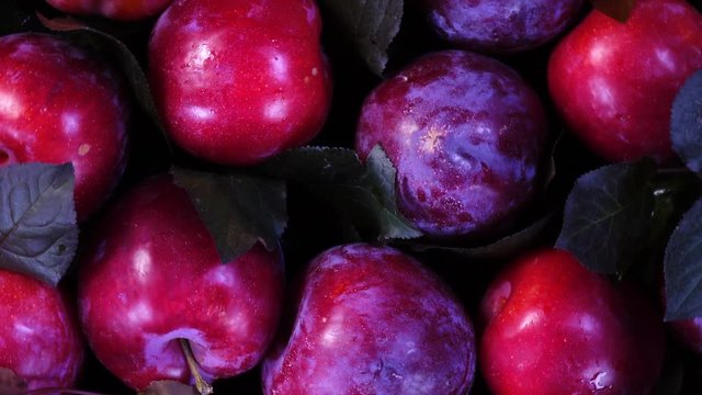 Close up flat-lay view of ripe fresh plums with dark red leaves rotating in 4K. Organic sweet fruits background from the garden.
