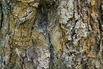 Tree trunk detail texture as natural background. Bark tree texture wallpaper. Durian tree Bark. wood background.
