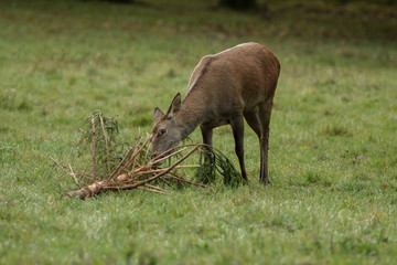 Naklejka na ściany i meble Deer eats branches on the green meadow