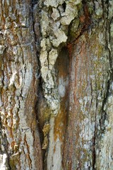 Tree trunk detail texture as natural background. Bark tree texture wallpaper. Durian tree Bark. wood background.