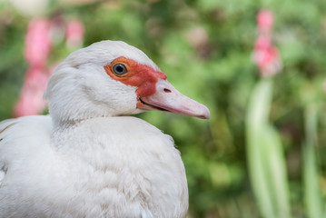 White duck sitting alone