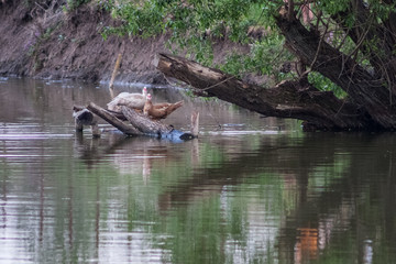 Birds and animals in wildlife. Amazing closeup view of duck on stone under sunlight