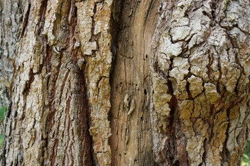 Tree trunk detail texture as natural background. Bark tree texture wallpaper. Durian tree Bark. wood background.