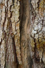 Tree trunk detail texture as natural background. Bark tree texture wallpaper. Durian tree Bark. wood background.