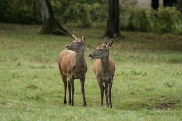 Two beautiful deer on the green meadow