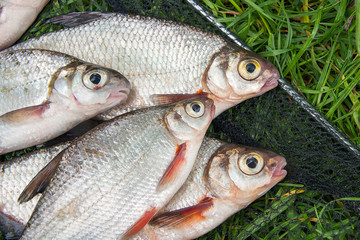 Pile of the white bream or silver fish and white-eye bream with fishing rod with reel on the natural background. .