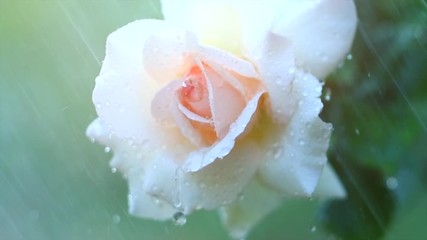 Beautiful white rose with rain drops. Beauty fresh white rose flower growing in summer garden and blooming. Watering plants, rain, raindrops on petals. Slow motion. 4K UHD video 3840X2160 - Powered by Adobe