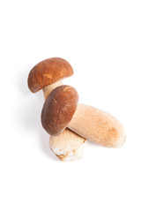 Two porcini mushroom known as boletus edulis isolated on white background.