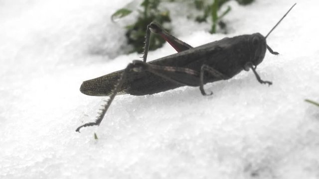 Snow fell on green grass and grasshopper did not have time to spend winter. Sudden transition from autumn to winter, pre-winter season, first snow, fresh sledge track. Animal ecology. Colchis
