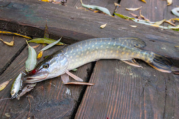 Close up view of big freshwater pike with fishing bait in mouth lies on vintage wooden background..