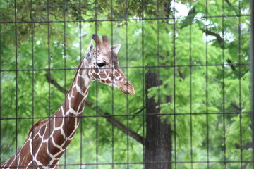 Giraffe im Zoo