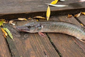 Freshwater pike on wooden background with yellow leaves.
