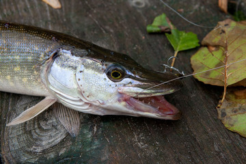 Close up view of big freshwater pike with fishing lure in mouth lies on vintage wooden background..