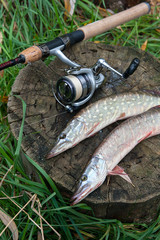 Freshwater pike fish lies on a wooden hemp and fishing rod with reel..