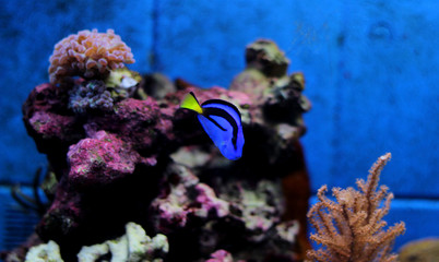 Fototapeta na wymiar Blue hippo tang in reef aquarium tank