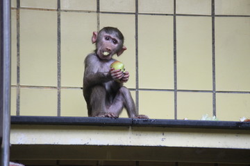 Makake Affe frißt Apfel 