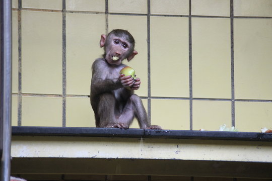 Makake Affe fri&szlig;t Apfel 