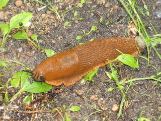 big brown snail